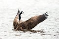 Canadian goose with wings spread out wide Royalty Free Stock Photo