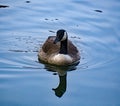 Canadian Goose at Pandapas Pond