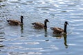 Canadian Gooses of lake