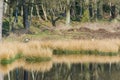 Canadian gooses in nature