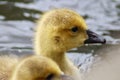 A baby close up head shot. Royalty Free Stock Photo