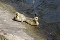 Canadian Goslings - Idaho