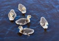 Canadian Goslings Swimming