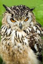 Canadian Great Horned Owl Royalty Free Stock Photo