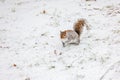 Canadian grey squirrel on the snow ground in winter Royalty Free Stock Photo