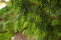 Canadian hemlock branches and leaves in a closeup. Eastern hemlock also known as eastern hemlock-spruce, Tsuga canadensis, showing