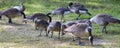 Canadian Honkers Geese - canadensis Flock Royalty Free Stock Photo