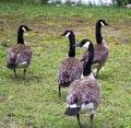 Canadian Honkers Geese - canadensis Flock Royalty Free Stock Photo