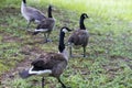 Canadian Honkers Geese - canadensis Flock Royalty Free Stock Photo