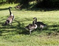 Canadian Honkers Geese Goslings Babies - canadensis Flock Royalty Free Stock Photo