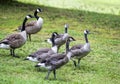 Canadian Honkers Geese Goslings - canadensis Flock Royalty Free Stock Photo