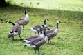 Canadian Honkers Geese Goslings - canadensis Flock Royalty Free Stock Photo
