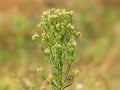 Canadian horseweed or Canadian fleabane.