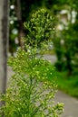 Canadian Horseweed Conyza canadensis Royalty Free Stock Photo