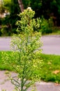 Canadian Horseweed Conyza canadensis Royalty Free Stock Photo