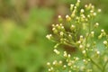 Canadian Horseweed Conyza canadensis Royalty Free Stock Photo