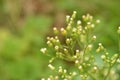 Canadian Horseweed Conyza canadensis Royalty Free Stock Photo
