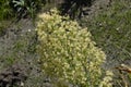 Canadian Horseweed Conyza canadensis Royalty Free Stock Photo