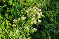 Canadian Horseweed Conyza canadensis Royalty Free Stock Photo