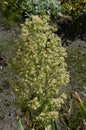 Canadian Horseweed Conyza canadensis Royalty Free Stock Photo