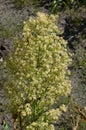 Canadian Horseweed Conyza canadensis