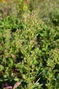 Canadian Horseweed Conyza canadensis