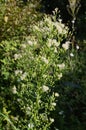 Canadian Horseweed Conyza canadensis Royalty Free Stock Photo