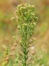 Canadian horseweed or Canadian fleabane