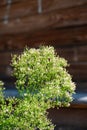 Canadian horseweed or Canadian fleabane, Erigeron Canadensis