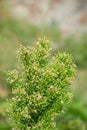 Canadian horseweed or Canadian fleabane, Erigeron Canadensis