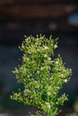 Canadian horseweed or Canadian fleabane, Erigeron Canadensis Royalty Free Stock Photo