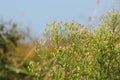 Canadian Horseweed