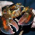 Canadian live maine lobster in close up, seafood speciality Royalty Free Stock Photo