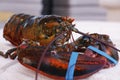 Canadian live maine lobster in close up, seafood speciality Royalty Free Stock Photo