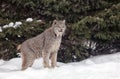 Canadian Lynx