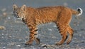 Canadian Lynx