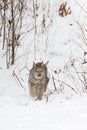 Canadian Lynx Lynx canadensis Steps Down Side of Embankment Winter