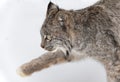 Canadian Lynx (Lynx canadensis) Steps Left Paw Up Close Up Winter