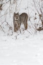 Canadian Lynx Lynx canadensis Steps Out of Weeds on Embankment Winter