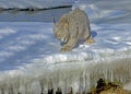 Canadian lynx on frozen river