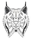 Canadian lynx head zentangle stylized, vector, illustration