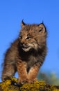 Canadian Lynx Kitten Royalty Free Stock Photo