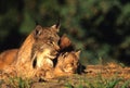 Canadian Lynx With Kitten Royalty Free Stock Photo