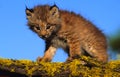 Canadian Lynx Kitten Royalty Free Stock Photo