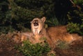 Canadian Lynx With Kitten Royalty Free Stock Photo