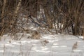 Canadian Lynx Lynx canadensis Prepares to Pounce