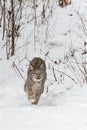 Canadian Lynx Lynx canadensis Steps Forward Out of Weeds Winter