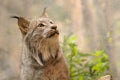 Canadian lynx portrait