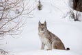 Canadian Lynx Sitting in Snow