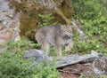 Canadian Lynx striking a pose in front of large rock